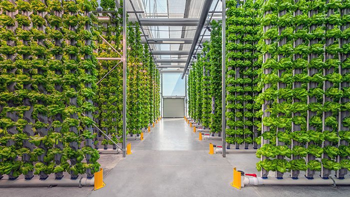 Vertical Farming: Opening New Doors for traditional growers