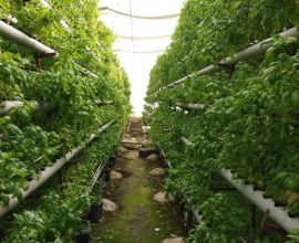 Commercial Aspects of Hydroponics Farming Training in India