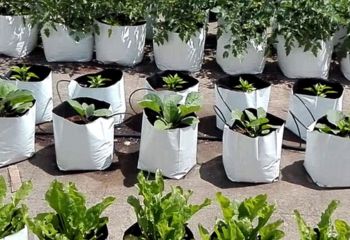 Grow Bags System