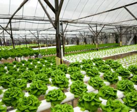 Hydroponics Technology Overview