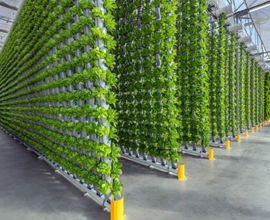 Marketing & Selling of Hydroponically Grown Produce