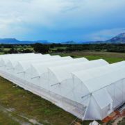 Naturally Ventilated Poly House