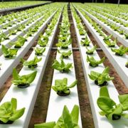 Outdoor Hydroponics Farm Setup