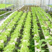 Subsidy Based Soilless Agriculture Farm