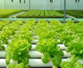 Technical Aspects of Hydroponics Farming Training in India